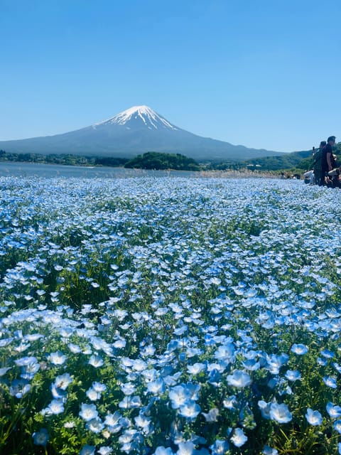 Mount Fuji and Lake Kawaguchiko Tour With English Guide - Tour Overview and Pricing