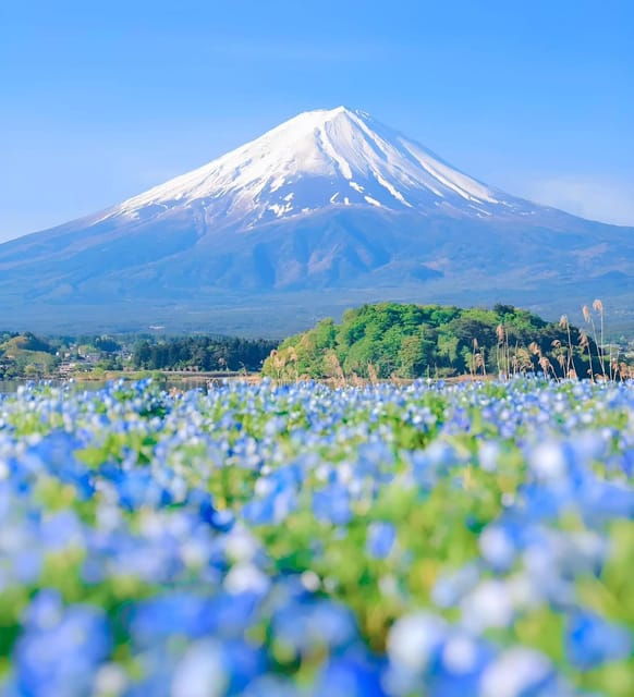 Mount Fuji,Hakone Private Tour by Car With Pick up