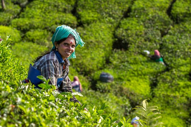 Munnar 2 Nights Solo Tour Package