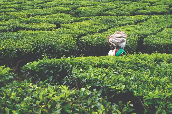 Munnar Day Return Excursion Ex Kochi Covering All Essentials