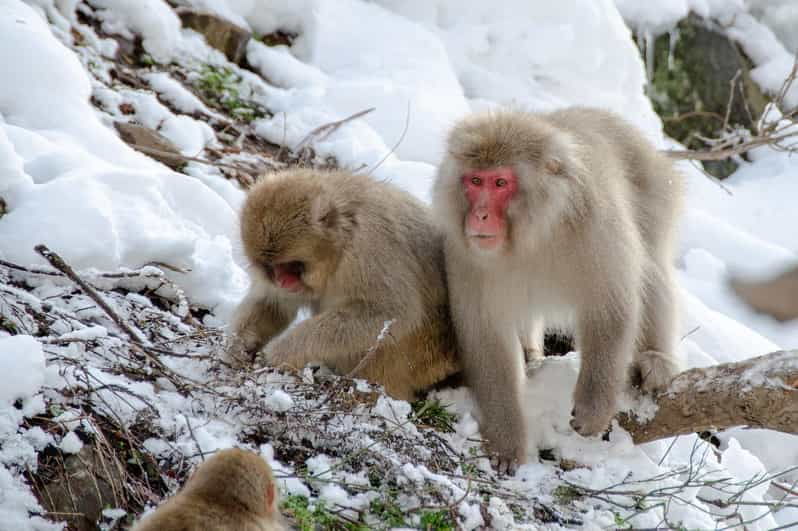 Nagano: Snow Monkeys, Zenkoji Temple & Sake Day Private Tour