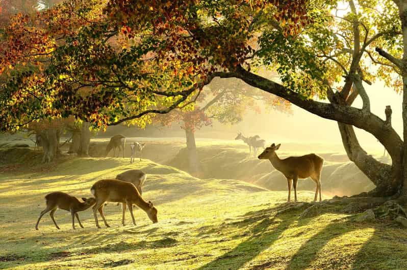 Nara Day Tour From Osaka