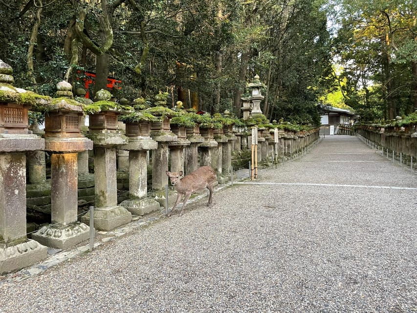 Nara: Hiking the Forest, Big Buddha, Deer, Shrine, Sun Set