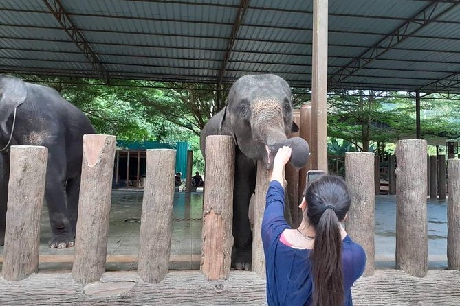 National Elephant Conservation Centre With Batu Caves Visit (Private)