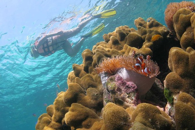 Night Snorkeling Experience in Dhiffushi Island - Detailed Night Snorkeling Itinerary