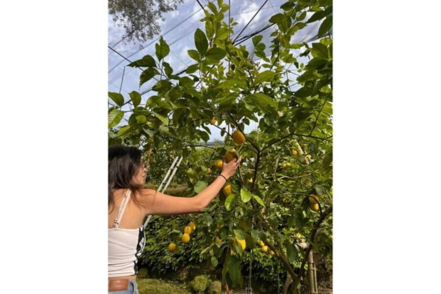 Nonna Concettina Lemon Tour