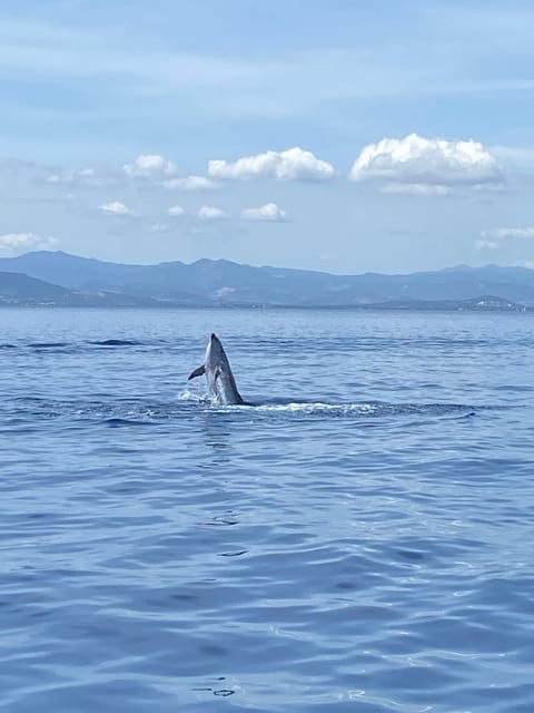 Olbia: Sunset and Dolphin Watching