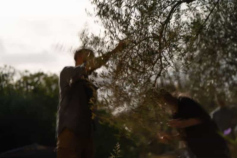 Olive Oil Evening A Journey of Taste, Tradition and Horses