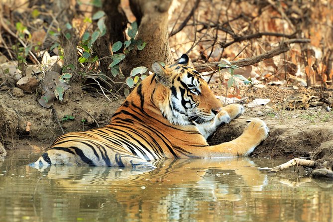 On The Tiger Trail Journey