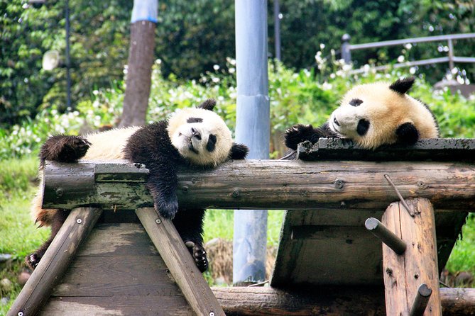 One Day Trip to Panda Base and Dujiangyan Irrigation Project - Tour Details