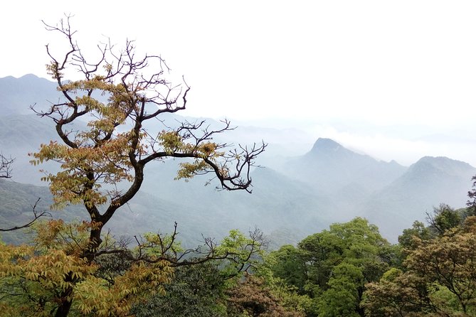 One Day Trip to Panda Base and Taoist Mt Qingcheng
