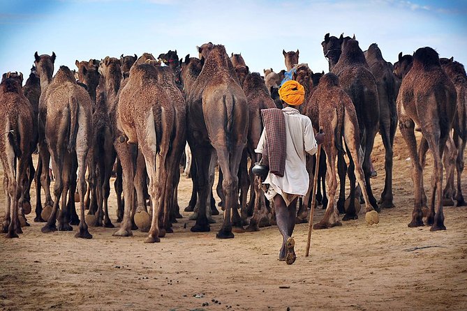 One Way Transfer From Jaipur To Jodhpur With Pushkar & Lunch (Optional)
