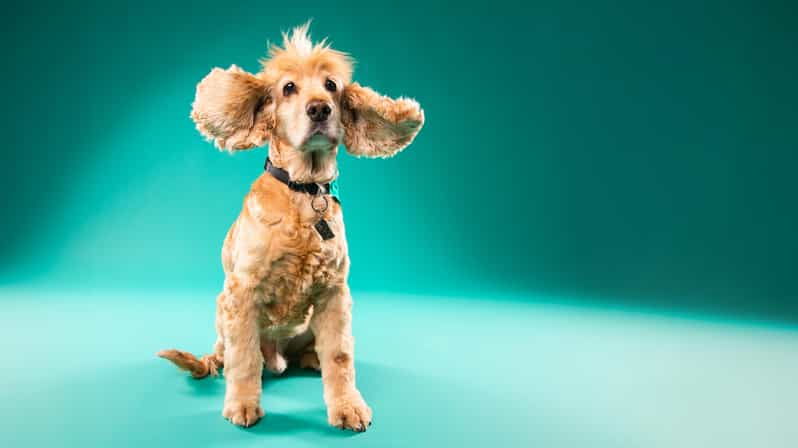 Pet Photography Studio Session With Family Portraits - Session Overview and Pricing