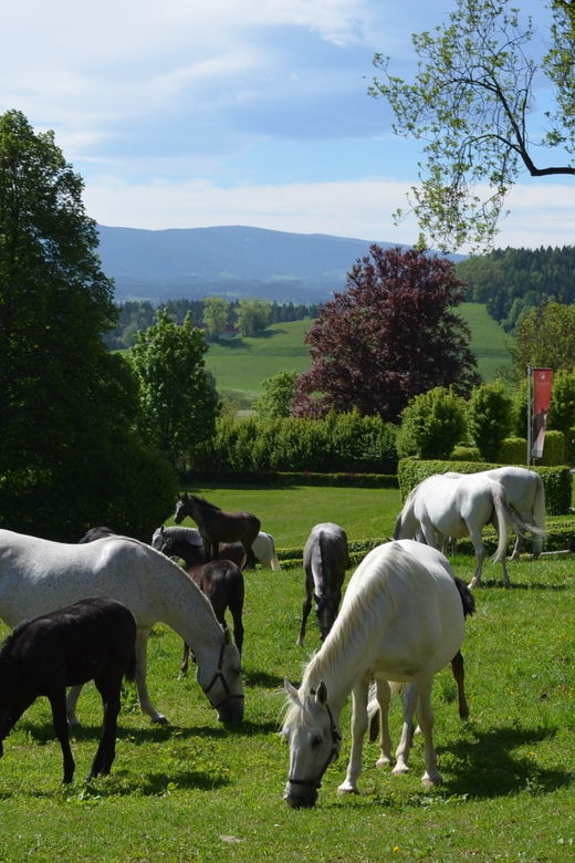 Piber: Lipizzan Stud Guided Tour
