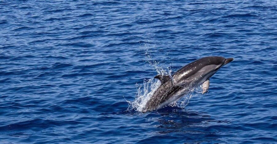 Portisco: Dolphin Watching Boat Tour
