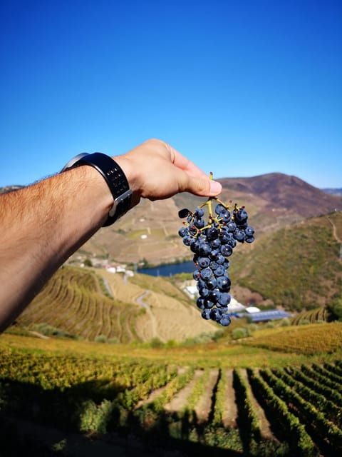 Porto: Douro Valley Private Wine Tour W/ Lunch & Boat Cruise