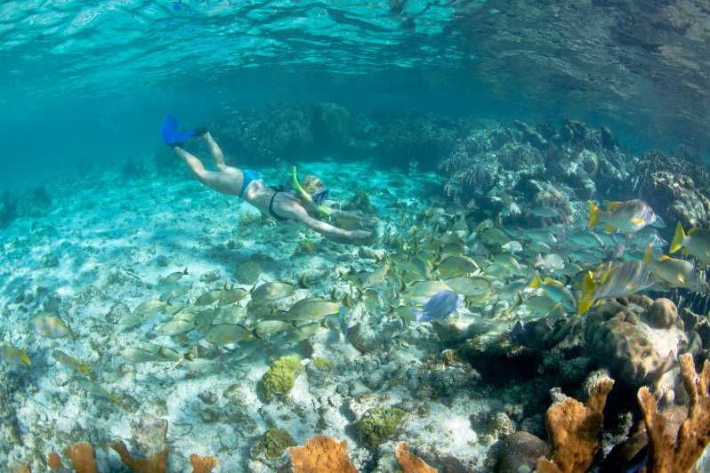 Portofino Reserve: Snorkeling Experience and Dinghy Tour - Overview of the Experience