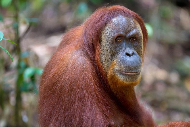 Private Car Transfer From Medan Airport to Bukit Lawang - Service Details