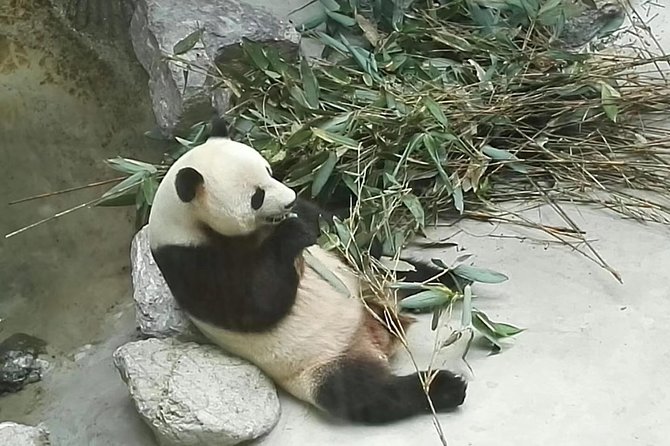 Private Chengdu Panda Base Day Tour by Round-Way Flight From Guangzhou
