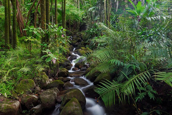 Private Day Trip To Sinharaja Rain Forest From Colombo