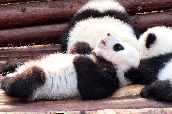 Private Exclusive Sichuan Spicy Cuisine Day Tour and Panda Base Visit