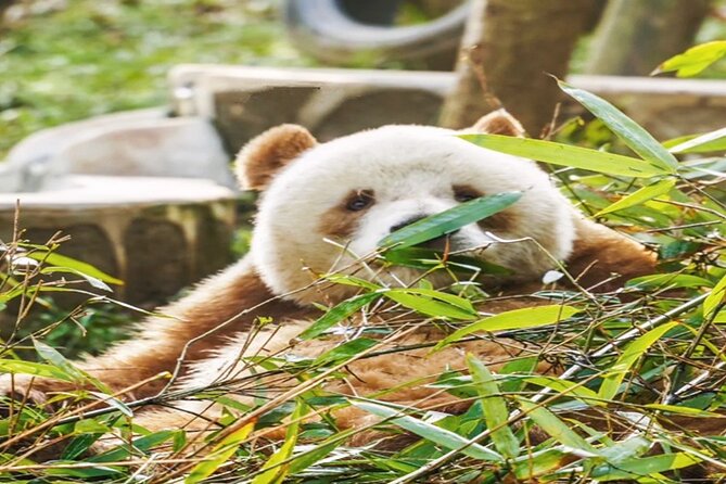 Private Half-Day Tour of Xian Panda Animal Protection Park - Pickup Points and Accessibility