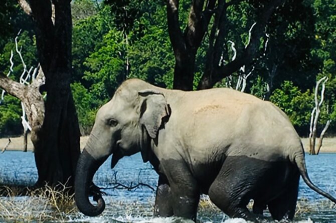 Private Jeep Safari to Galoya National Park From Sigiriya