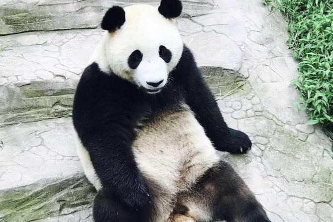 Private Panda Tour With Kungfu Tea Course One-Day Trip