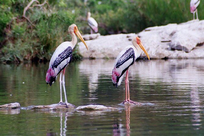 Private Sightseeing Tour To Bharatpurs Keoladeo National Park