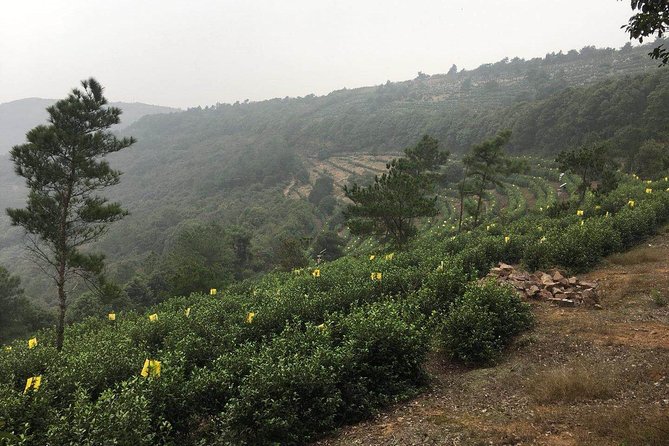 Private Suzhou Hiking Tour With Luxiang Ancient Village by Taihu Lake