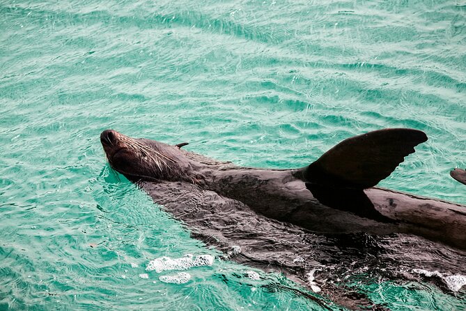 Private Tour Whales&Dolphin Watching Incl Handunugoda Teafactory
