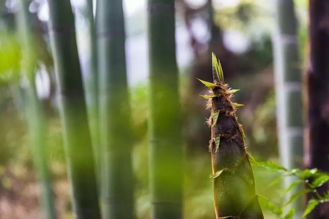 Private Two-Day Shunan Bamboo Forest With Farmhouse Stay
