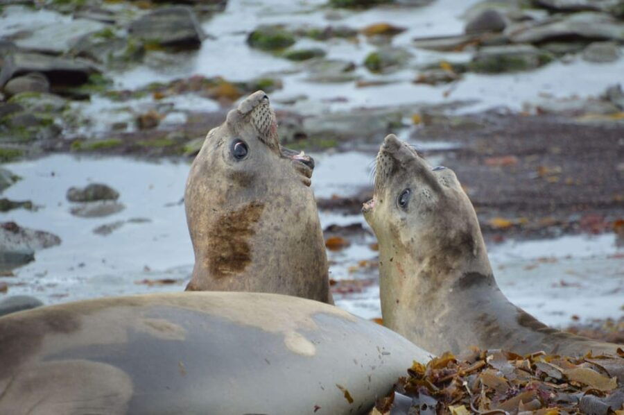 Private Wild Shores Tour: Penguins, Elephant Seals & Stanley