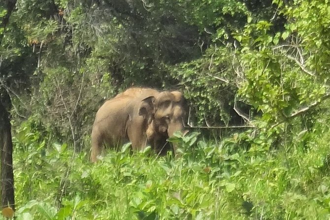 Private Wildlife Safari to Hurulu Eco Park