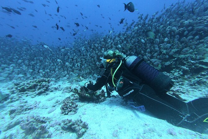 Pro Scuba Diving From Bentota