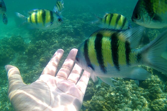 Pulau Payar Snorkeling Tour in Langkawi