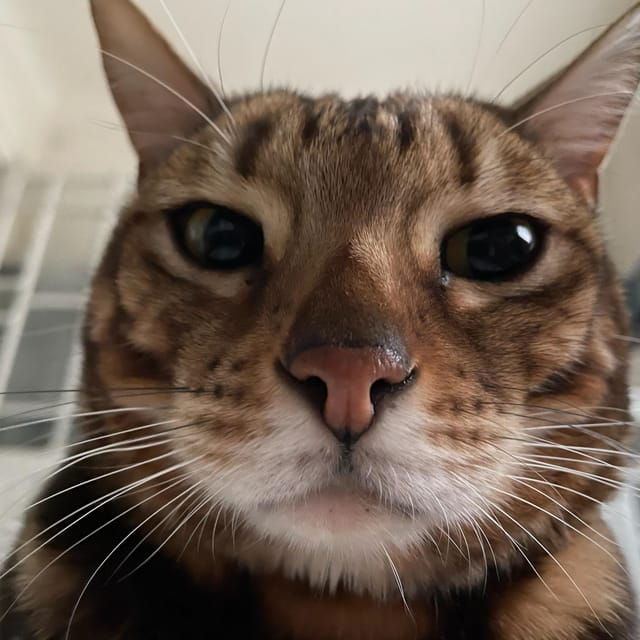 PURE HAPPINESS: A PURR-FECT CAT EXPERIENCE !