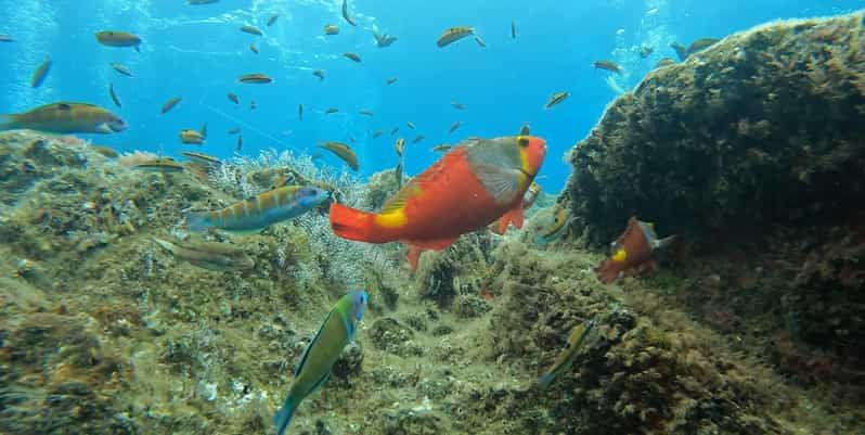 Reef Fish Watching