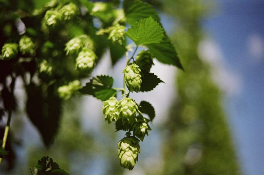 Regensburg: Holledau Scenic Drive and Hop Fields