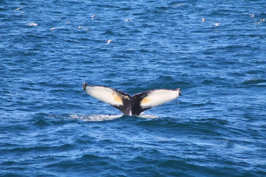 Reykjavík: Whale Watching Cruise and FlyOver Combo Ticket - Activity Overview
