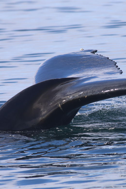 Reykjavik: Whale Watching Morning Expedition