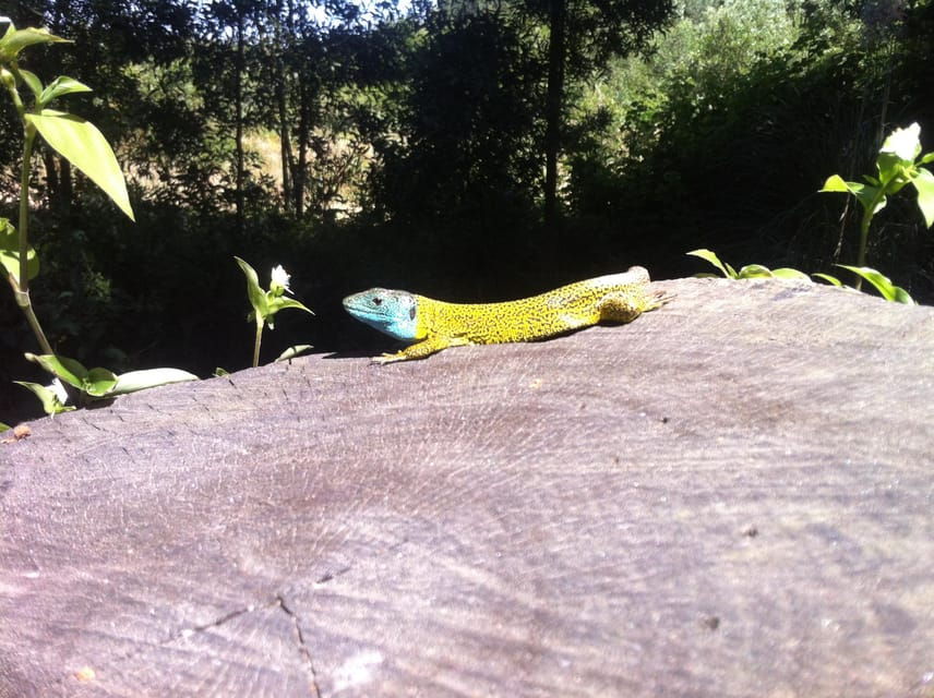 Ria De Aveiro Inn Nature Full-Day Private Tour up to 4 Pax