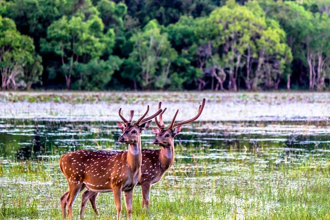 Ritigala Strict Natural Reserve & Minneriya National Park Safari Day Excursion