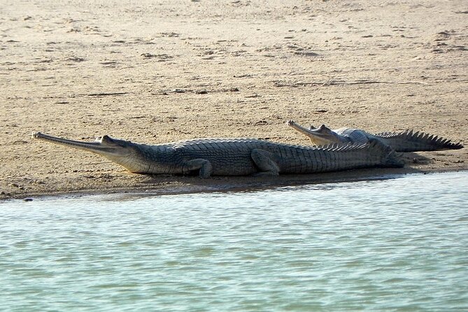 Same Day Trip To National Chambal Sanctuary From Agra With River Safari - Inclusions