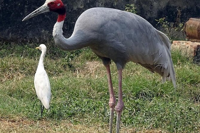 Same Day Trip To National Chambal Sanctuary From Agra - Inclusions