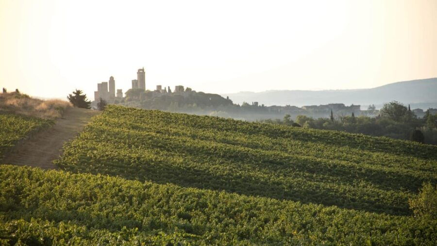 San Gimignano: Wine Tasting in an Organic Family Winery