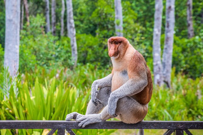 Sepilok Orang Utan, Labuk Bay Proboscis Monkey and Sun Bear Tour - Tour Details