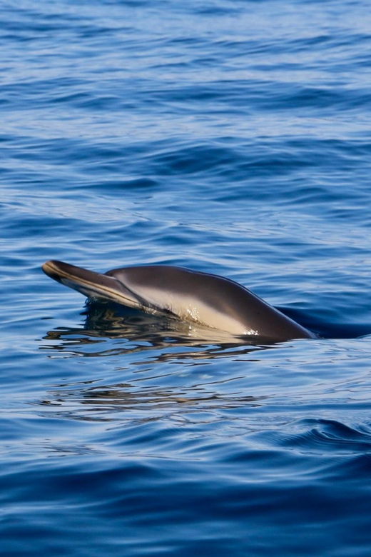 Sesimbra & Arrabida: Dolphin Watching Tour - Tour Overview