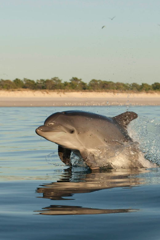 Setubal & Tróia: Sado Estuary Dolphin Watching Boat Trip - Sado Estuary Dolphin Watching