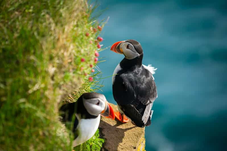 Seydisfjordur: Scenic Drive and Puffins Half-Day Trip